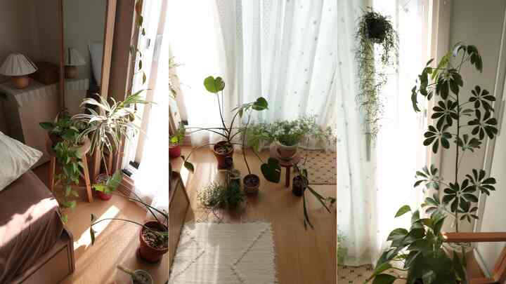ナチュラルな木目調と白いカーテンが際立つ8畳のワンルーム、窓際に様々な植物が配置された雰囲気のある空間