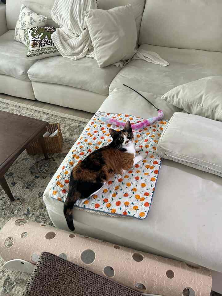  #고양이 #쿨링이불 #신혼집 