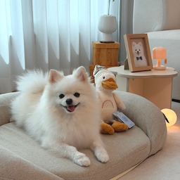 휴지가 있어서 더욱 완벽한 오늘의 우리집 🏡🤍🫧
소파와 베드, 러그까지 톤이 잘 맞아서 볼 때 마다
마음에 쏙 드는 저희집 거실이에요. 펫테리어템 최고 ෆ 
비가 많이 내려서 하루종일 휴지와 집콕중이에요! 
산책 못나가는건 아쉽지만 밀린 청소도 하고 
촬영이랑 편집도 하고 바쁘게 보내고 있답니다. 
모두 행복한 하루 보내세요 ◡̈ 
#오늘의우리집 #콘수프기록집 #거실인테리어 #펫테리어
#강아지와사는집 #반려견 #반려견과사는집 #강아지방석
#강아지침대 #거실러그 #펫러그 #선팔 #맞팔 #소통 