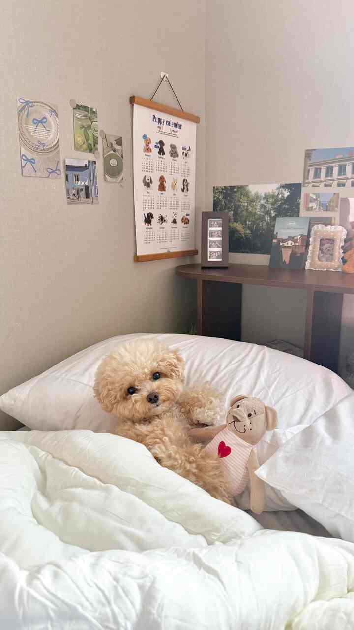 白い寝具と木製シェルフ、犬と飾り物が置かれた落ち着いた寝室のインテリア