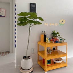 #인테리어노하우 #콘수프기록집 #컬러포인트
화이트 공간엔 컬러 한 두 개만 더해도 충분해요
시선이 머무는 포인트를 만들면 공간은 훨씬 
더 기억에 남거든요🌿💛
#컬러인테리어 #앵글선반 #조립식선반 #선반장 
#선반인테리어 #아이방선반 #반원매트 #발매트
#노란색인테리어 #휘커스움베르타 #식물키우기 
#식물선반 #식집사 #식물인테리어 #거실꾸미기