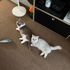 본식이 다가오고 있는 집사

요즘 너무 바빠서 오늘의집을 잘 못하고있어요!!

오친님들께 소식을 종종 전했어야했는데 
본식이 두 달 앞으로 다가오면서 
이것저것 사부작거릴게 많아졌어요 🥹

개나리와 진달래도
건강하게 너무 잘 지내고 있답니다 💕

언능 바쁜행사가 끝나고 
다시 평소처럼 돌아가고싶네요 😭
그래도 오집빼먹지 않고 꾸준히 들어올게요!!!! 

간만에 소식 전하고갑니다💕



#콘수프기록집 #오늘의우리집 #고양이 #냥테리어 #펫테리어 #고양이집사 #집사인테리어 #결혼 #쿨매트 #안방 #안방인테리어 #타일카페트 #카페트 #침실수납장 #스크래쳐 #고양이방석 #쿨매트 #급수기 #청첩장 #터널 #고양이터널 #고양이장난감 


