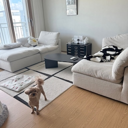 우리집에 강아지가 놀러왔어요🐶 덕분에 내추럴한 우리집🏡
가족네 강아지가 놀러와서 며칠간 봐주다가
돌아갔어요🫶🏻
놀러올때마다 장소바껴도 배변활동도 잘해주고
애교도 많은 귀여운 강아지>__<☁️
그동안 꼬순내 완전 충전했는데
며칠 있다가 가니까 또 허전하고 보고싶어요🥹
#콘수프기록집 #오늘의우리집 #퇴근후루틴 #퇴근후힐링 #강아지와함께사는집 #강아지가있는집 #집사인테리어 #집사의장바구니 #집사일기 #하루마무리 #하루루틴 #힐링타임 #우리집거실 #거실인테리어 #거실 #거실가구 #일상 #강아지와사는집 #힐링시간 #꼬순내 #거실테이블 #퇴근후일상 #일상기록 