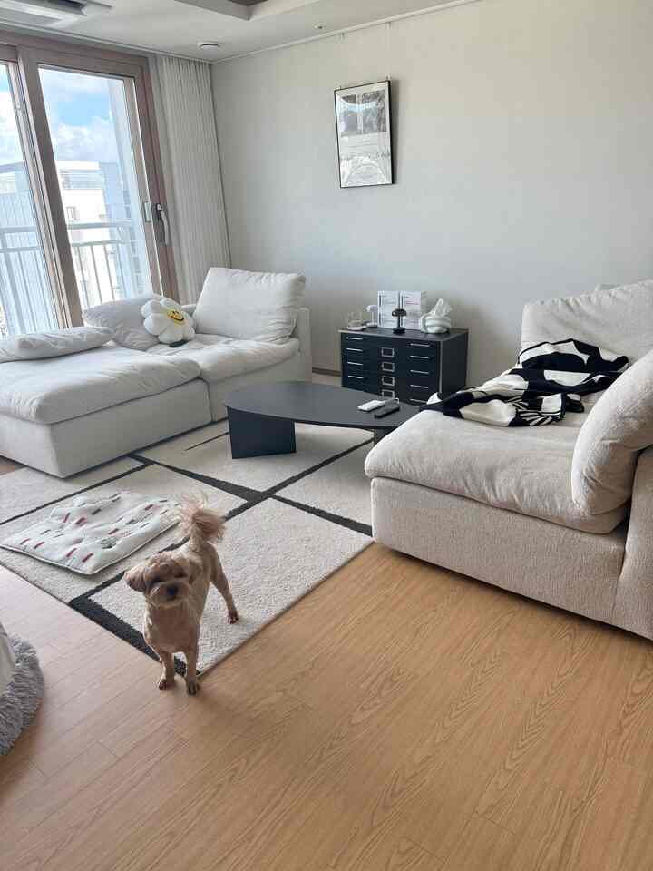 私の家に子犬が遊びに来ました🐶のおかげでナチュラルな私たちの家🏡

家族の子犬が遊びに来て、数日間見てください。
帰りました🫶🏻
遊びに来るたびに場所を変えても排便活動もよくしてくれます。
愛嬌もたくさんのかわいい子犬>__<☁️
その間、私は完全に充電しました。
数日間行くので、また寂しくて見たいです🥹

＃コンスープ記録集＃リビング＃リビングテーブル＃仕事後の日常＃日常記録 