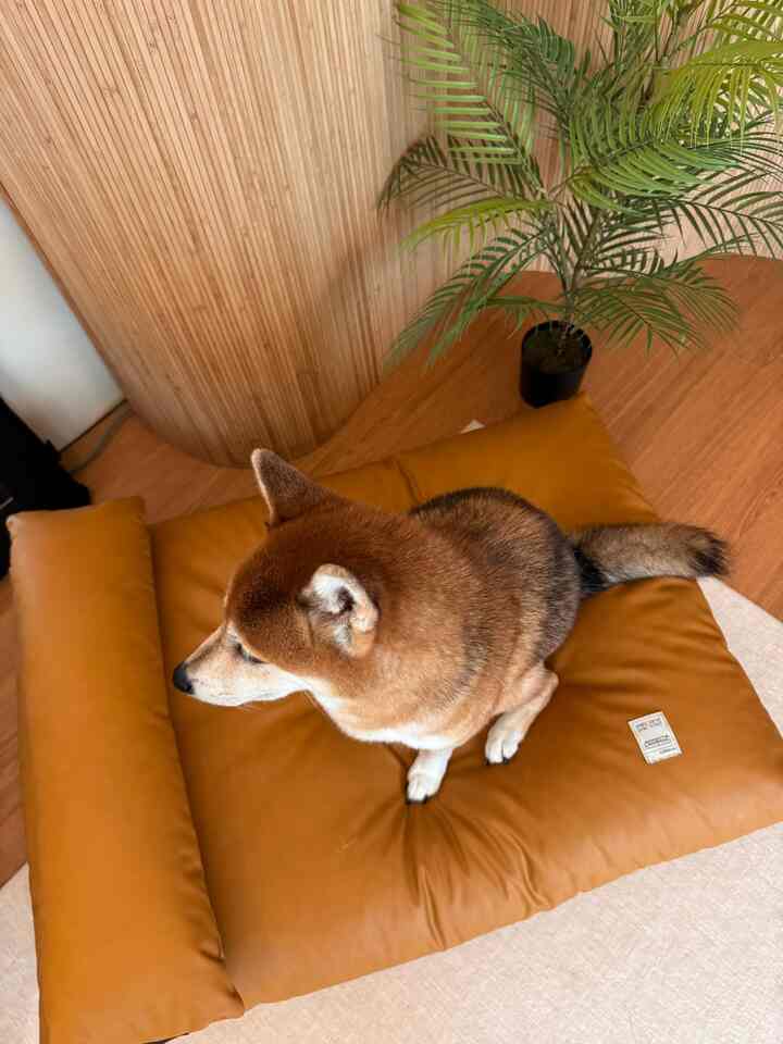 ウッドトーンの壁と床の空間に、マスタード色のクッションの上に座る茶色の犬と、その隣に置かれた緑の植物がある温かみのあるインテリア