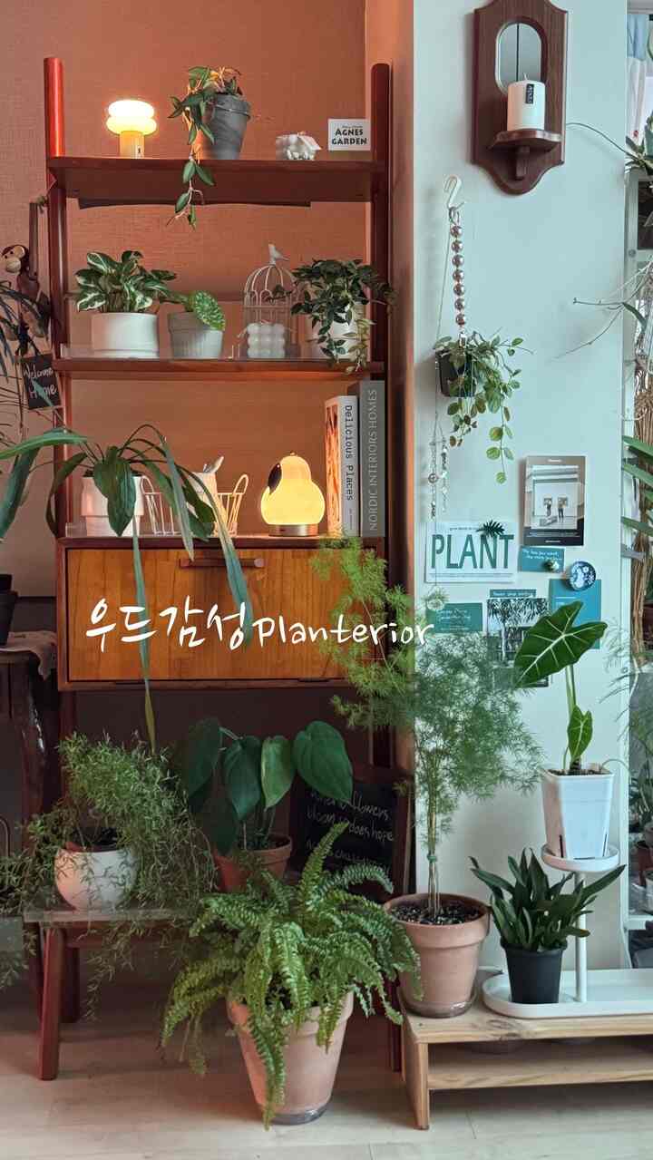 蒸し暑いエアコン付きの家の中の木製の棚に位置する緑の人々は祝福された植物です 
ふくらんでいるベランダに残された植物は見えないほどですね🥲
暑さが退くまでうまくやってくれます🙏


太陽が一日を抱いてゆっくりと沈むように、
今日の苦労も夕焼けに生きて下ろしてください。
新しく始まる一週間は、疲れない心と小さな幸せが毎日咲く時間になることを願っています。

#コンスープ記録集 #플랜테리어 #해질녘 #gardening #식물 #우드감성 #초록이들 #우드선반 #맞팔 #맞팔해요 #식물데코 
