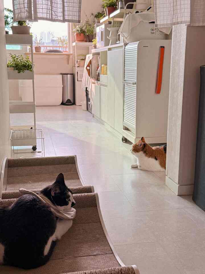 明るい白とナチュラルカラーの狭いキッチン、キャットスクラッチャーとくつろぐ2匹の猫がいる雰囲気のあるインテリア