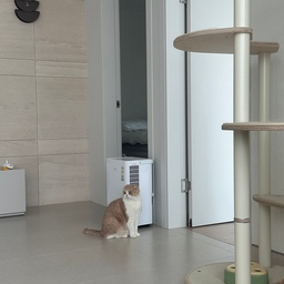 #콘수프기록집 #오늘의우리집 
 오늘 가또기록 🤍
몇일 떨어져있어서 그런지 계속 졸졸졸 따라다녀요 ㅋㅋ
남편이 들어왔는데도 원래 뛰쳐 나가는데
제앞에 그대로 있더라구요 ???
많이 그리웠나봐요 (내 맘대로 생각하기)
#거실 #고양이 #고양이가있는집 #고양이집 #캣타워 #가또블랑코 