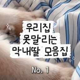 8월 8일 
고양이날을 맞아 
망고 영상을 올려봅니다🐱🥭🐱
귀여운 망고 출동!!
#고양이가사는집 #고양이가사는집 #고양이
#냥집사 #냥냥이 #냥템 #신혼부부 #신혼집 