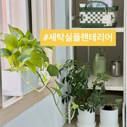 🪴찜통 더위에도 세탁실 식물은 무럭무럭.
이중 열돔에 살아 남은 식물들.
오늘은 플랜테리어 식물을 소개해 보고 
식집사 노하우도 공유해 볼게요.
📍세탁실 플랜테리어
1. 영양 보충 중인 식물들.
2. 1년 된 스킨답서스
공기 정화 식물이자 생명력 탑 티어.
3. 4년 된 자금우(천냥금)
4년 만에 딱 1개 맺힌 열매.
4. 2년 된 홍콩야자
우산 같은 이파리가 매력.
5. 10년 된 인도고무나무
지지대에 리본으로 고정해 수형 잡기.
6. 분무 용품
드립 주전자, 물 뿌리개, 분무기.
7. 세탁실
정남향 유일한 베란다 속 식물들.
📍식물 키우기 노하우
✔️도자기 화분은 공기가 통하지 않아
물마름 속도가 더뎌요.
(통기성은 토분이 최고)
✔️무심히 두다가 시들할 때 
물 흠뻑 주는게 좋아요.
✔️전날 받아 둔 물을 아침에 줘요.
(염소 성분 날아가고 물 온도는 미지근)
✔️광합성은 기본, 창턱에 올려 바람 쐬기.
⭐️ 과습 주의! 
전부 여기 저기서 받은 것들 중
우리 집 환경에 맞는 것만 남았어요.
살아 남았으니 강하다!
물주기 3년은 지났으니까 
한동안 걱정 없을 것 같아요. 😆
오늘도 단정한 집을 가꿔요. 🏡
(자세한건 블로그를 참고하세요)
#서나의살림레시피 #미니멀살림러 
#세탁실 #세탁실인테리어 #세탁실꾸미기 
#베란다 #베란다인테리어 #베란다꾸미기 
#식집사 #플랜테리어 #관엽식물 #여름
#여름네컷 #오늘의가든 #콘수프기록집 #오늘의우리집