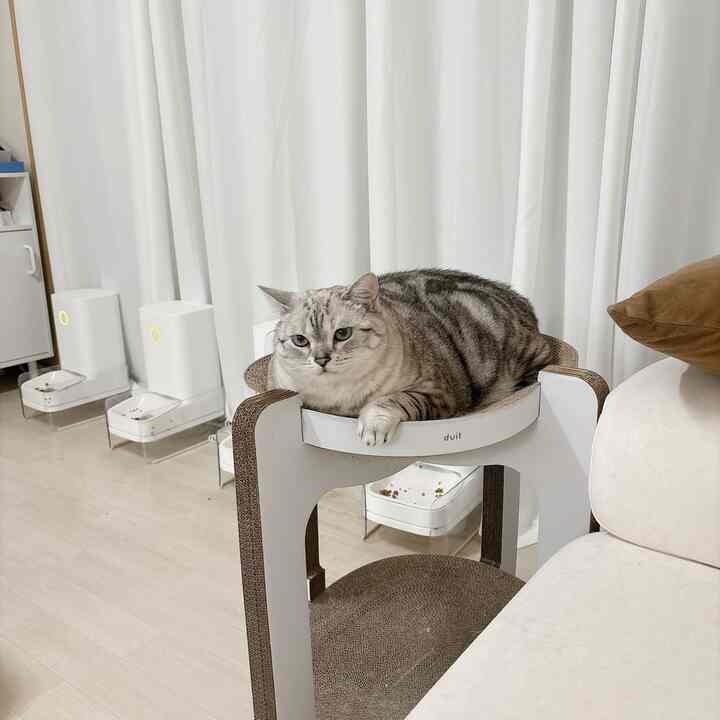 白いカーテンが背景のリビング、ナチュラルトーンの空間に爪とぎキャットタワーでくつろぐ猫のインテリア
