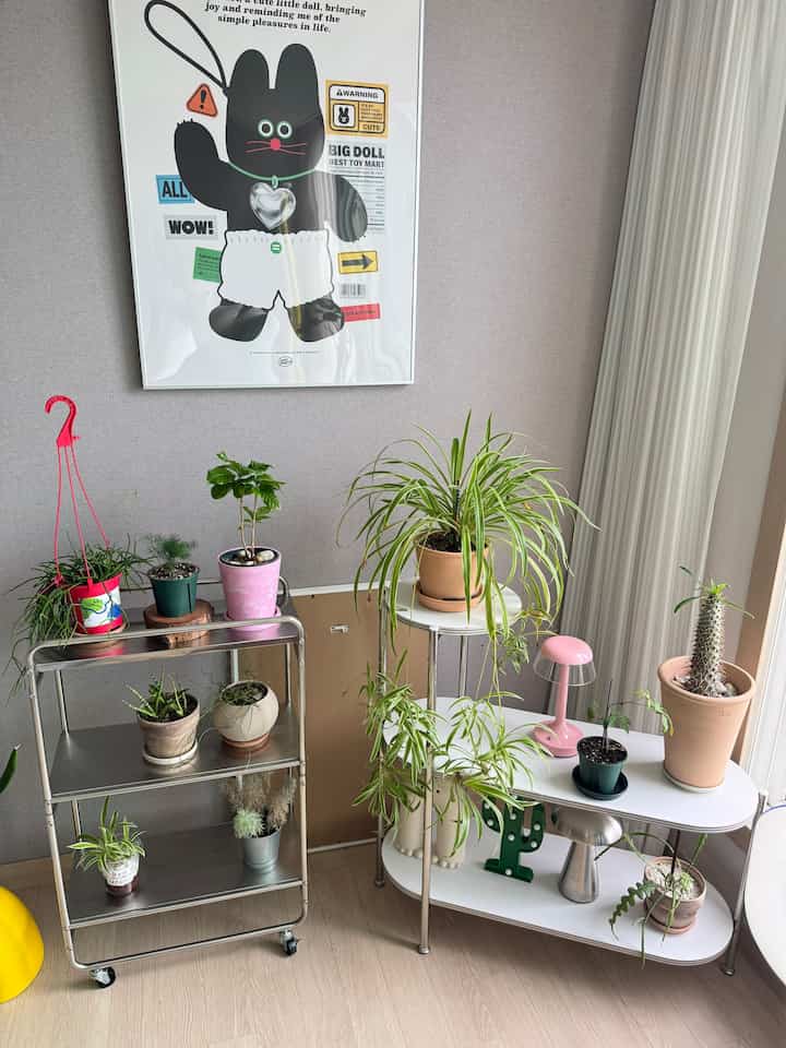 #오늘의우리집 #콘수프기록집 

休暇前に購入した植物の中で 
プテリスコサリがありますが、確かに良かったです...
休暇に行ったので、どれだけ乾いたのか...
しかし...高麗ツタが来たとき 
すぐにダメなんですが、今は高麗ツタがちょっとうまく大きく見えたいです…。
口の中を過ぎて風のサランサランブーニを開放するのにぴったり
植物にも悪いでしょう.....ㅋㅋㅋㅋㅋㅋㅋㅋ

最近ちょっと涼しくなるといいですね。