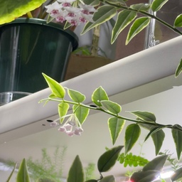 호야 알보 마지나타에 꽃이 피었어요 🤍🌿
우리집에 온 지 약 3개월.
아직 한참 더 키워야 꽃을 볼 수 있을 줄 알았는데
어느 날 조그맣게 꽃대가 올라오더니
이렇게 예쁜 꽃을 보여주네요.☺️
식물 키우면서 신엽 나오는 것만으로도 신나는데,
호야는 꽃까지 보여주니 또 다른 재미가 있는 것 같아요.
작은 별들이 모여 있는 것처럼
동글동글 피어난 모습도 너무 귀엽고,
알보 마지나타의 밝은 잎 사이로 피어서 더 예쁜 느낌✨
3개월 만에 꽃이라니,
그동안 우리집이 꽤 마음에 들었나 봅니다 🤭
이 맛에 또 호야 하나씩 늘어나는 거겠죠…?🌿
#콘수프기록집 #예쁜템최고야 #플랜테리어 #식물 #식물키우기 #호야 #식집사 #맞팔 #맞팔환영
