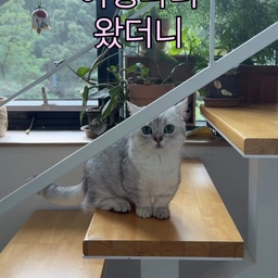 #오늘의우리집 곁에 잘 오지 않던 로로가
여행 다녀왔더니 갑자기 껌딱지 모드🐾
고양이 털 안 박히는 잠옷 추천해요.
#거실꾸미기  #집사일기 #먼치킨 #냥이 #여름잠옷 #집시잠옷 