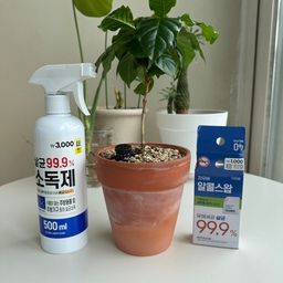 #콘수프기록집 #인테리어노하우 
토분에 생기는 곰팡이 관리 꿀팁 👍🏻
토분에 자꾸 곰팡이 생겨서 락스물에 세척해서
제거하고 말려서 보관했다가 얼마전에 분갈이 하면서
다시 사용했는데 또 곰팡이들 생기더라고요.
그래서 알콜스왑으로 닦아보니 점점 줄어드는거에요!
ㅋㅋ 꿀팁 발견에 스스로 만족 
주방에서 쓰는 소독스프레이 뿌려서 딱아봤는데 
이것도 효과가 있어요 ! 
한번에 전부 제거는 어렵지만 관리하기 좋은 것 같아
공유 드려봅니다 😊
#토분화분 #화분곰팡이관리 #생활정보 #생활꿀팁
#다이소추천템 