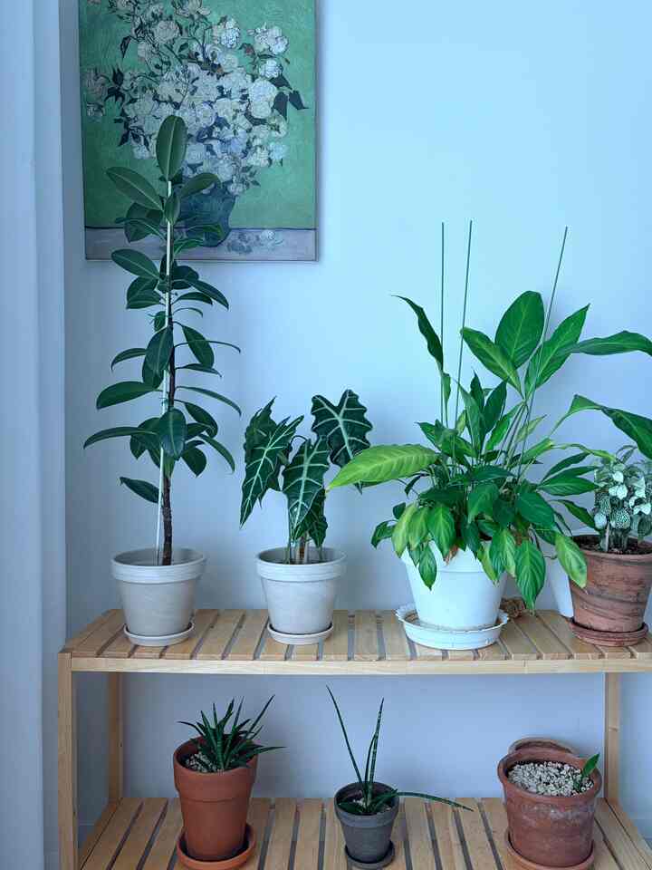 我が家の夏を盛り込んだ4カット🌿☀️

緑 緑の植物が最も盛り上がる季節、
日差しの入る窓辺で過ごす午後、
見るだけで涼しいグリーンソファ
夏ごとに取り出す爽やかなストライプ寝具まで💚

暑い夏は大変ですが、家の中で感じる夏の雰囲気はさらっと好きです:)
あなたの家はどんな姿で夏を過ごしていますか？  #플랜테리어 #홈오피스 #거실인테리어 #침실인테리어 #그린인테리어 #우드인테리어 #맞팔