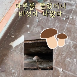 #리모델링하다생긴일 #콘수프기록집
인테리어 하면서 가장 경악했던순간!!
바로 마루에서 자란 버섯을 본것이었어요ㅋㅋ
누수가 있나싶어 너무 걱정하며 철거를하는데
샷시틀이 완전 비어있더라구요..
말로만듣던 날림공사..
진짜 공사 쓰레기를 대충 넣고 마감한거있죠? 
심지어 낡은 신문지로...
그러니 샷시가 덜렁덜렁 거리고..그사이로 누수가 있었던거죠.. 통째로 안떨어져나간게 신기할정도..
인테리어 예산에 샷시비용이 너무 큰 비중을 차지하는터라 고민많이했는데 저 사태를 보고 진짜 꼼꼼히 알아보고 본사에서 직접 설치해주는 곳으로 플렉스했어요 
근데 진짜 하길잘했다는 생각이 처음부터 공사끝나고 일년이 지난 지금까지도 든다는거예요 !! 
철거부터 시공까지 일사천리로 진행되고 보강을 어찌나 꼼꼼하게 해주시는지.. 
토네이도가 와도 우리집은 멀쩡할것같은..ㅋㅋ
실제로 강풍부는날 고층인데도 흔들림이 거의 없더라구요. 너무 만족만족!! 
물롬 샷시 자체도 꼼꼼히 확인했어요.
자석으로 프레임 안쪽 철골 끝까지 다있는지 확인하는거 아시죠?! 진짜 끝까지 튼튼하게 처리되어있는것도 확인했어요ㅎㅎㅎ
창문 여닫는것도 힘이 거의 안들어갈만큼 부드럽고
쓰면 쓸수록 이전집 샷시랑 비교되서 너무 하길 잘했다 생각해요! 
샷시 자체가 좋은것도 중요하지만 보강을 어떻게 하는지도 너무 중요하니까 꼭 기억하시고 꼼꼼하게 따져보시길 바래요^^ 
#구축아파트 #구축인테리어 #구축아파트리모델링 #리모델링 #샷시 #샷시교체 #샷시공사 #철거 #철거공사 #lx지인 #뷰프레임 #LX #lx창호 