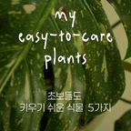 잡초도 죽이는 식물 킬러들이라면 컴온- 🌳

plants🌴(1-3번 모두 @flower_vine_ )

1. 무늬 몬스테라 Thai Constellation
난이도: ★★☆☆☆
물주기: 겉흙 말랐을 때 (월 2~3회)
햇빛: 양지 ~ 반양지 (밝은 창가)

2. 켄차야자
난이도: ★★☆☆☆
물주기: 겉흙 말랐을 때 + 잎 분무 (월 2~3회)
햇빛: 반양지 ~ 반음지

3. 화이트고스트
난이도: ★☆☆☆☆
물주기: 속흙까지 바짝 말랐을 때 (월 1회)

4. 아데니아 키르키 (당근🥕)
난이도: ★☆☆☆☆
물주기: 월 1~2회

5. 소코트라눔 × 아라비쿰 (당근🥕)
난이도: ★☆☆☆☆
물주기: 흙 전체가 바짝 말랐을 때 (월 1회)
햇빛: 강한 양지 (창가/직사광선 선호)

#식집사 #식물키우기 #플랜테리어 #식물인테리어 #식물데코 #콘수프기록집 #식물한스푼 #우드인테리어 #홈스타일링 #거실인테리어 #키우기쉬운식물 