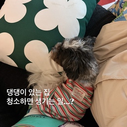 #콘수프기록집 #우리집추구미 댕미댕미 🐶
댕댕이와 실다보니 잠시도 심심할? 겨를이 없는 요즘 우리집 댕미🫶
월욜 아침 청소기 돌리느라 모든게 공중부양 리얼 집구석이지만 이대로 오늘의 일상도 소즁하쟈나효....!
#로봇청소기 #청소하는날 #강아지와함께사는집 #댕댕이 #댕댕이와함께 #일상기록 #집순이 #집꾸미기 #홈스타일링 #현실집 #현실펫테리어 란 이런 모습? 
#오늘의우리집 #불량주부다미 #다미홈 #damihome
