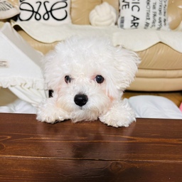 #인테리어노하우 #콘수프기록집 
#소파인테리어  #우드벤치 (With 둥이)
🏡 화이트와 크림컬러의 소파 🛋️존
      모델이 되어준 솜뭉치  둥이🐶
      거기에 우드밴치로  가을 🍂한스푼 
