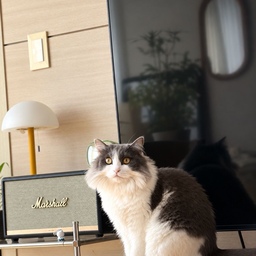 #오늘의우리집 
#콘수프기록집 #요와 #조명인테리어 
#조명추천 #마샬스피커 #반려동물 
#고양이가있는집 #모듈선반추천 
