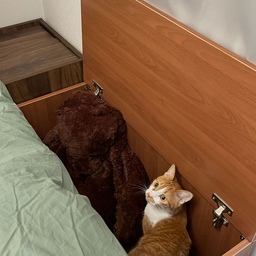 #우드인테리어 #콘수프기록집 🤎🐱
트루베퍼니처 수납벤치 우드🤎
집에 수납할 곳은 부족하고 그렇다고 큰 수납장을 들이기는 부담스러웠는데 요건 딱 제가 찾던 느낌이었어요!
우드 컬러라 공간에 자연스럽게 잘 어울리고 생각보다 깔끔해서 어디에 둬도 분위기를 해치지 않더라구요✨
벤치처럼 앉아서 사용할 수도 있고 안쪽에는 자잘한 물건들을 넣어둘 수 있어서 공간 활용도도 굿!
특히 눈에 보이는 곳은 깔끔하게 정리하고 싶지만 수납은 포기 못하는 분들한테 잘 맞을 것 같아요ㅎㅎ
저는 자주 쓰는 물건들 넣어두니까 생활할 때도 훨씬 편해졌어요🤍
디자인이 너무 튀지 않으면서 실용적인 가구 찾고 계셨다면 요거 추천해요~!!
#잘산템 #잘샀템 #추천템 #맞팔  #오늘의가든 #오늘의집 #원목 #원목가구 #원목테이블 #원목식탁 #우드인테리어 #거실 #거실인테리어 #월넛 #벤치 #수납장 #수납 #정리 #정리정돈 #원목벤치 #수납벤치