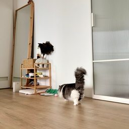 #오늘의우리집 #콘수프기록집 
며칠 전 아침의 풍경이에요.
실리콘 공에 치킨 트릿을 넣어주고 키키의 관심을 돌리곤 했는데… 어느 순간부터 저 공 3개가 감쪽같이 사라졌어요. 😂
분명 키키는 어디 있는지 알고 있을 텐데 말이죠.
집 안 어딘가에 꼭꼭 숨겨두고 혼자만 알고 있는 것 같아요.
언젠가 키키가 가져다주기를 기다리는 중이예요🥹
#고양이 #고양이가있는집 #KikiMoments 