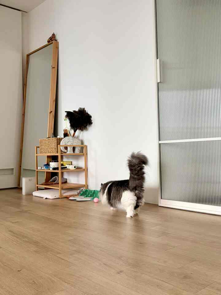 ＃今日の私たちの家＃コンスープ記録集 

数日前の朝の風景です。

シリコンボールにチキントレットを入れてキキの関心を回したが…ある瞬間からそのボール3個が柿のように消えました。 😂

きっとキキはどこか知ってるはずなんですね。
家の中のどこかにぜひ隠しておいて一人だけ知っているようです。

いつかキキが持ってくるのを待っていますよ🥹

#猫 #猫の家 #KikiMoments 