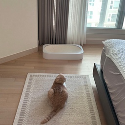 #콘수프기록집 #오늘의우리집 
오감리뷰로 받았던 드파인 러그!
가또가 넘 좋아하더라구요 🤍
반찬도 성공하고, 새로 마련한 #스테니 도 너무 마음에
들어요!!
드파인 러그는 촉감도 넘 좋아서 일어날때 기분이 좋더라구요. 디자인도 고급스러워서 안방 분위기를 더 살려주는것 같아요.
#러그 #침실인테리어 #러그인테리어 #러그추천 #바퀜 #밀폐용기 #유리용기 