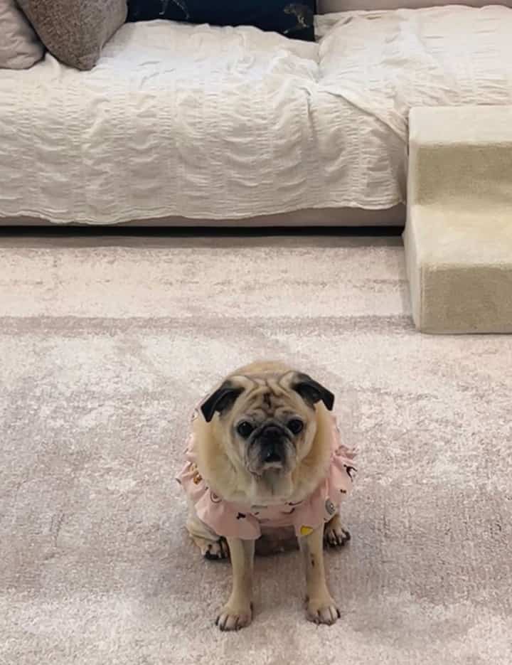 ベージュと白のトーンのリビングルーム、3人掛けのソファとラグ、ペットステップ、服を着た犬がいる居心地の良い空間