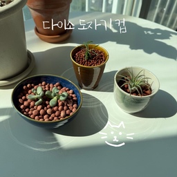 #콘수프기록집 #현명한소비 
다이소 도자기컵 🤎
다이소에서 도자기컵이 자꾸 눈에 들어오더라고요.
도자기컵 3개(개당 1,000원), 도자기 찬기 1개( 2,000원), 하이드로볼 같이 구입해서 다육이 옮겨 심어줬어요. 
물 구멍을 뚫을까 고민하다 일단 그냥 사용했는데 
필요하면 다음에 뚫어주려고요. 
컵 한개는 물컵으로 사용하는데 
아침에 요거트 담아 먹기도 좋아요 
다이소 요새 예쁜 제품 많아서 찾는 재미가 있네요. 
귀여워서 맘에 드네요 😊 
#다이소컵 #물컵 #도자기컵 #도자기화분 #다육이화분 
#괴마옥 #다육이 #틸란드시아이오난사 
