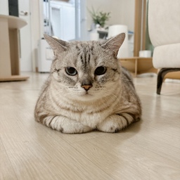 혹시 장판 셀프로 갈아보신 분 계실까요?
장판에 이것저것 찍힘 자국이 많아서
셀프로 한 번 갈아보고 싶은데
주변에서 다들 말리는 거예요🥲
그래서 진짜 어려운지
아니면 할만한지 고민되네요.
이사를 해야 해서
그때까지 좀 참을지
아니면 셀프로 할지
너무나 고민되는 요즘이에요💛
#콘수프기록집 #오늘의우리집 #장판 #셀프장판
#바닥재 #셀프바닥 #셀프인테리어