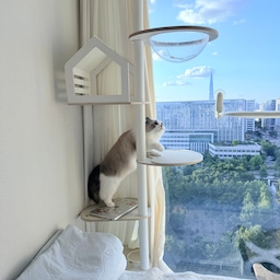 오늘 국수의 하루 요약🐱
1. 벌레야 따라 다니기
2. 엄마 화장실 같이 가자
3. 그루밍은 힘든 장모 고양이
4. 박스 최고야
5. 우다다 준비 완료 !
#콘수프기록집 #오늘의우리집 #고양이가있는집 #고양이인테리어 #냥테리어 #펫테리어 #고양이터널 #캣타워 #캣폴 #원목캣타워 #화이트캣타워 #화이트캣폴 #고양이가사는집 