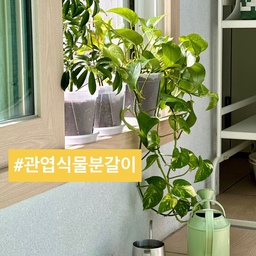 🪴(지금이 최적기!) 흐린 눈 하던 화분들 
분갈이하고 세탁실 물청소 싹했어요.
한여름에 부쩍 큰 화분들.
뿌리가 튀어나오려 해 이날만 기다렸어요.
오늘은 세탁실에서 한 화분 갈이
소개해 볼게요.
📍세탁실 화분 갈이 
1. 앞 베란다 세탁실 화분 갈이 후.
2. 준비물-큰 대야, 새 화분, 배양토, 원예 도구, 
니트릴 장갑, 욕실용 의자, 쓰레기봉투.
3. 대야에 화분 엎어서 뿌리 살살 털기.
4. 화분은 흙을 파내어 바로 쓰레기봉투에 폐기.
5. 화분 바닥을 깔망으로 막고 위에 마사토 조금, 배양토와 식물 넣어서 높이와 모양 잡아 흙 채우기.
6. 이렇게 3개 완성. 
7. 대형 고무나무는 뿌리가 이만큼.
8. 새 화분에 분갈이하고 물 담뿍 준 뒤 배수 확인하면 끝!
9-10. 화분 갈이 전.
⭐️ 엉킨 뿌리 풀어내 너무 긴 것은 자르기.
작은 것 3개 하는 데 1시간 걸렸는데
대형 화분은 깔망 때문에 2번 엎어서
세탁실 물 청소까지 했어요. 
총 3시간 반... 
봄, 가을이 분갈이 적기죠.
초보자는 혼자보단 둘이서 같이하시길요. 🤧
오늘도 단정한 집을 가꿔요. 🏡
(자세한건 블로그를 참고하세요)
#서나의살림레시피 #미니멀살림러 
#플랜테리어 #식집사 #식물일기 #식물인테리어
#식물키우기 #식물데코 #식물집사 #홈가드닝
#가드닝 #가드닝용품 #가드닝인테리어 #홈케어
#세탁실인테리어 #분갈이 #화분갈이 #화분추천 
#베란다인테리어 #베란다인테리어 #베란다꾸미기 
#베란다정원 #베란다활용법 #베란다식물 #집순이
#콘수프기록집 #예쁜템최고야 #식집사는너무바빠
#오늘의가든
