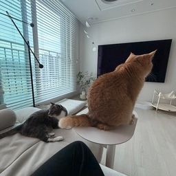 어느세 10월이 되었어요 
이사한지 3개월! 야금야금 이뻐지는 
집에 재미를 느끼고 있어요
야옹님들도 참 편해보이죠?!
다들 감기 조심하시구 화이팅이에요🫶🏻
#콘스프기록집 #일상 #ftc26기 #소파테이블 #아르떼미데 #아르떼미데조명 #조명 #ixa #소파 #에싸 #에싸소파 #모빌 #모빌인테리어 #고양이 #고양이가있는집 #신혼부부 #신축 #20평대아파트 #아파트 #20평대 