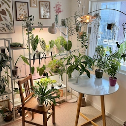 #콘수프기록집  #오늘의우리집 
10월의 식물 기록🌿 
벌써 10월이라니 믿기지가 않아요.
겉옷 걸쳐야하는 추운 날씨도요.
날은 추워졌지만 너무 예쁜 10월의 식물 기록.
.
.
.
#식물 #식집사 #플랜테리어 #플랜테리어소품 #식물인테리어 #식물데코 #식물선반 #선반 #식물등 #조명 #장스탠드 #스탠드조명 #오메코조명 #오메코 #티테이블 #러그 #홈스타일링 #홈데코 #홈인테리어 #인테리어 #집꾸미기 #식물키우기 #화분 #플라스틱화분 #행잉식물 #화분걸이 #물음표고리 