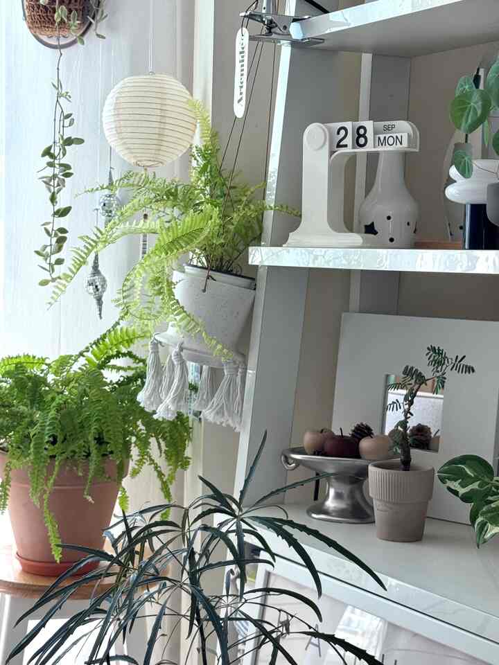 ソファの横にある棚〜
植物や小物が好きな私の好みがそっくり詰まった空間です。

植物を配置するときにお気に入りの小道具を一緒に配置してみてください
葉のボリュームや色味の異なる緑の葉をきれいな鉢に植えて棚の上に上げるか、ハンギング植木鉢を棚の横に掛けて似合う小物を適切に配置してみてください。
空間がはるかに豊かで暖かく見えながら、頭感覚的な感じがするようになると思います。  #선반 #선반꾸미기 #선반인테리어 #식물데코 #식물인테리어