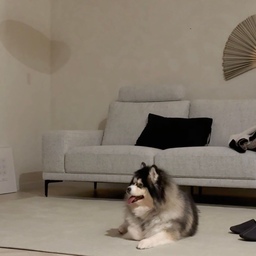#인테리어노하우 #콘수프기록집
털 빠짐이 많은 강아지와 살다 보니
러그는 예쁜 것보다 관리가 편한 게 중요하더라고요🐾
세탁이 가능하고, 털이 잘 박히지 않으면서
마루에서 미끄러지는 것도 줄여줄 수 있는 러그로 골랐어요.
요즘 코코가 편하게 뛰어다니는 걸 보니
진작 깔아줄걸 싶어요🖤
#반려견인테리어 #펫테리어 #강아지인테리어 #강아지있는집 #반려견있는집 #강아지러그 #애견러그 #펫러그 #강아지매트 #애견매트 #미끄럼방지매트 #미끄럼방지러그 #거실러그 #거실러그추천 #러그추천 #러그인테리어 #러그스타일링 #워셔블러그 #대형러그 #먼지없는러그 #사계절러그 #거실인테리어 #거실꾸미기 #거실스타일링 #집꾸미기 #릴리브러그 #릴리브펫러그