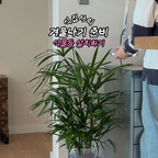 식집사의 겨울나기 준비 🌿

쌀쌀해진 날씨에 베란다 식물들을 거실로 들였어요.
쓰던 선반도 닦고, 화분을 하나씩 놓아주니
거실 풍경이 꽤 달라졌네요.

저희 집은 거실 안쪽까지 햇빛이 잘 들지 않아서
식물등으로 부족한 빛을 보충해주고 있어요.
서랍에 넣어뒀던 조명을 꺼내고,
작년보다 늘어난 식물들을 위해 전구도 몇 개 더 샀답니다.

선반 아래에는 자석형 바 조명을 붙이고,
기존 스탠드는 식물전구로 바꿔 활용했어요.

사용한 식물등 정보💡

① 퓨쳐그린 식물등 생장 성장 LED 식물조명 햇빛 14w 미니바
옵션: 쑥쑥이-14W / 밝은 전구색

② 퓨쳐그린 식물등 확산형 전구 LED 17W
옵션: 17W 확산형 쑥쑥이 / 밝은전구색

③ HiPPO LED 식물생장식물등 전구 램프 12W
옵션: 주백색

전구를 바꿔 쓰실 땐 소켓 규격과 스탠드의 허용 전력을 꼭 확인해주세요.

영상 속 다른 제품이 궁금하시면 댓글로 남겨주세요 :)

여러분도 베란다 식물들 들이셨나요?

#식물월동준비 #식물등 #실내식물 #식집사 #플랜테리어 #식집사는너무바빠 #콘수프기록집 #ftc26기