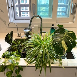 안녕하세요, 게으른 식집사입니다. 🌿
예뻐서 하나둘씩 데려오다 보니 어느새 이렇게나 많아졌네요.^^
먼저 초록별로 떠난 아이들도 있지만, 꿋꿋하게 버텨준 아이들은 무럭무럭 자라 제법 큼직해졌답니다.
물 주기는 일주일에 한 번, 다 같이 듬뿍 주는 편이에요. 물을 좋아하는 아이들은 중간중간 목말라하겠지만… 과습이 더 무섭다는 말로 스스로를 위로하고 있습니다. ☺️
잘 키우는 식집사보다는 어떻게든 함께 살아가는 게으른 식집사랍니다. 😂🌱
#오늘의집 #식집사는너무바빠 #식집사 #식물집사 #반려식물 #플랜테리어 #식물키우기 #초록이들 #홈가드닝 #식물스타그램