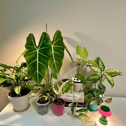 #오늘의우리집 #콘수프기록집 
식물들도 월동준비 시작🍀
어제 갑자기 추워진것 같아서 베란다에서 지내던 
식물들이 하나둘 집안으로 들어오기 시작했어요
여름내내 잘 자라준 식물도 있고 아쉽게 떠나보내준 식물도 있고 날씨가 쌀쌀해지니 괜히 더 신경 쓰이네요 
하나하나 자리잡다보니 어느새 서랍장위에
초록이들로 가득🍀
아직 베란다에 남아있는 식물들 하나하나 
정리해서 들여놓을 예정입니다💚
#오늘의집 #오늘의집스타일링샷 #식집사 #식집사일상 #초보식집사 #반려식물 #식물키우기 #식물월동 #월동준비 #베란다식물 #실내식물 #식물인테리어 #플랜테리어 #초록이들 #식물집사 #식물스타그램 #홈스타일링 #집꾸미기 #우리집기록 #식물이있는집
#맞팔환영
