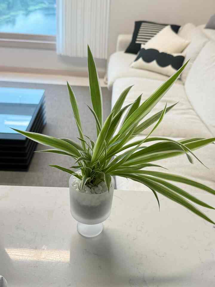 小さな空間に加えたい2つ、自然とシルバー🌿

家を飾ると、大きな家具より小さなものが雰囲気を変えることがあります。
今日は蝶と呼ばれるフォググラスとムータウォールシェルフAirを紹介しようとしています:)

🫧蝶とはフォググラス

｜デザイン
長く伸びて自然に曲がる蝶の葉が魅力的です。
家具と生活用品の爽やかな線の間に緑が入るので、空間に一層柔らかい感じを加えてください。

半透明のガラス鉢植えは植物とともに水や根も鑑賞でき、鉢自体が小さなオブジェのように感じられます。

｜機能と管理
土の代わりに水で育てる水耕栽培方式です。
水を与えることで終わるのではなく、水の状態と根を調べ、容器もきれいに管理してくれる過程が必要です。

🔩ムータウォールシェルフAir

｜デザイン
シルバーカラーのアルミ素材で、淡白ながらもポイントとなる棚です。
アイボリーやクリームトーン空間に加えると素材の違いが生じ、雰囲気を少し違う演出ができますよ。

｜機能と活用
壁に穴を開けない無打孔方式という点が特徴です。
私は玄関にフックバージョンで磁石付着方式を選択していく前に必要な物品を置くことができるように配置しました🩶

個人的にはとても好きな製品組合です！ 😆

＃蝶とは 