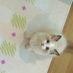 가을맞이해서 거실까지 완전 탈바꿈 해봤어요🤎
눈여겨보던 러그였는데 거실 분위기랑 완전 잘어울려서 만족중이랍니다!
기존 러그는 털이 너무 길어서 관리가 힘들었는데, 바꾼 러그는 관리하기 너무 편해요🥰

#오늘의우리집 #콘수프기록집 #콘수프기록 #ftc기록 #ftc #거실인테리어 #거실 #거실러그 #거실꾸미기 #러그 