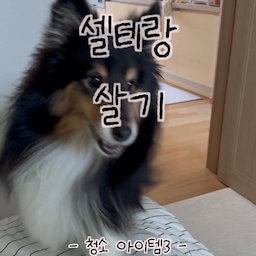안녕하세요, 규민호._.home예요
오늘는 털과의 전쟁, 청소편이예요.
함께사는 귀여운 댕댕이들이지만, 
리빙콘텐츠에 자꾸 거슬리는 하나가 있어요. 
그것은 바로, 귀여운(?) 털들인데요. 
특히 저희집 댕댕이는 무시무시한 털을 뿜어대는 셀티인데, 함께 살면서 나름대로 터득하게 된 
청소방법 및 아이템을 소개해봐요. 
(그나저나 가만히 있어주면 안되겠니?🥲) 
#리빙템 #청소템 #청소아이템 #오늘의집ftc28기 #집꾸미기 #반려동물 #반려견과사는집 #청소용품 #청소정착템 #청소팁 