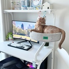 집사의 은밀한 취향이 담긴 데스크테리어🩵

#오늘의우리집 #콘수프기록집 #데스크테리어 #치이카와 #하치와레 #덕질존 #집사일상 
