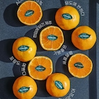 제품제공🍊 진심 맛있어요!

세상에 벌써 귤이 이렇게 맛있을 시기인가요?
포장까지 예뻐서 반했는데 맛보고 더 반해버렸어요.
진심 맛있는 당도예요!

오늘의집 늘신선에서 만나보는 시트리앙 감귤세트예요.
확실한 황금 비율의 당도와 산도를 가진 감귤을 찾으신다면 시트리앙 감귤세트 추천드려요.
AI가 선별한 상위 5%의 감귤만 담았다고 하는데, 역시 맛있는 귤은 다르더라고요.

한입 베어 물면 입안 가득 퍼지는 상큼한 과즙에 기분 좋은 달콤함까지!
그냥 달기만 한 귤이 아니라 새콤달콤한 맛의 균형이 정말 좋더라구요.
하나만 먹으려고 꺼냈다가 어느새 두 개, 세 개 까먹게 되는 맛이랄까요? 🍊

예쁜 패키지 덕분에 선물용으로도 손색없고, 요즘처럼 귤이 생각나는 계절에 온 가족이 함께 즐기기에도 딱이네요.
저는 냉장고에 넣어놨다가 먹었는데 시원한 달콤함에 갈증까지 싹 가시더라구요.
올가을 첫 감귤부터 이렇게 맛있으면 앞으로 귤을 얼마나 먹게 될지 모르겠어요. 

포장도 너무 정성스럽고 예뻐서 선물용으로도 좋으니 늘신선에서 신선한 감귤 배송받아보세요~

🏷️ @ohouse_creator @todayhouse 

#오늘의집 #오늘의집크리에이터 #늘신선 #시트리앙 #스페셜크리에이터 #겨울간식 #귤 #귤선물 #감귤선물 #지인선물 #선물추천 #감귤 #제주감귤 #선물추천 #맞팔환영 #맞팔 #소통환영 #늘신선추천 