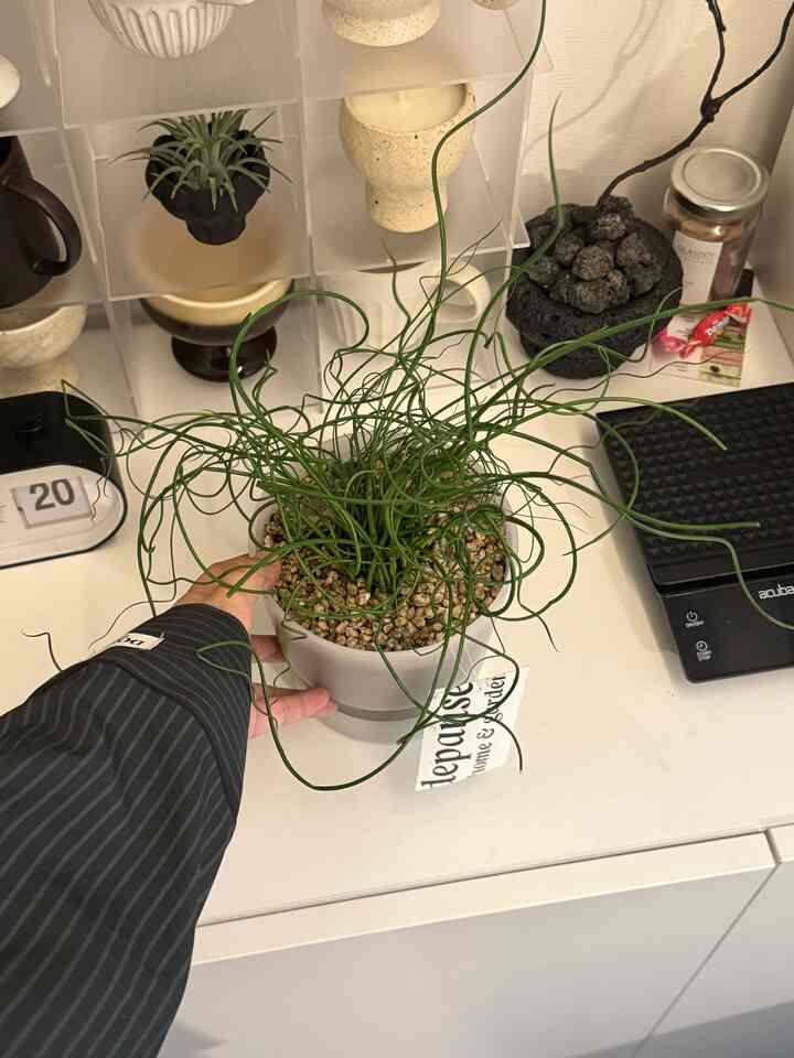 植物を育てるのは初めて..
長く一緒に暮らそう  #식집사 #인테리어 #인테리어소품 #화분 #자취 #자취방}  #방꾸미기 #맞팔