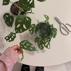 #예쁜템최고야 #콘수프기록집
끝을 모르고 점점 길어지는 아단소니 가지치기 🌿
길게 하나 자르면 되는 줄 알았는데 아닌 듯 싶어
유툽보고 잎 하나하나 잘라주었다. 아단소니 부자된 기분 ••
그나저나 새로 산 가위 너모 맘에 듦 ..🖤

#식물 #식집사 #식집사일상 #아단소니 #몬스테라아단소니 #초보식집사 #전지가위 #식물가위 #식물인테리어 #식물키우기 #오늘의가든 #식집사성장기 #쥬니쥬 #파자마 #파자마추천 #이나피스퀘어 #이나피에디션 #맞팔