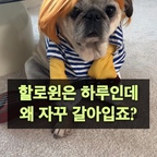 #오늘의우리집 #콘수프기록집
#할로윈코스튬 으로 아주 바쁜 우리집 랄라공주 🥹

올해는 할로윈엔 무슨옷으로 입으면 좋을까요?
마지막 두벌이 젤 귀엽긴해요 ㅎㅎ
유령옷도 있는데 못 찍었네요 

영상 찍느라 수고한 우리 랄르신 좋아요 많이 눌러주세용 하핫 봐주셔서 감사해요♥️


#할로윈준비 #할로윈파티 #할로윈꾸미기
#반려견과사는집 #반려견 #댕댕이 #댕댕이일상 #패션 #패션템 #귀요미 