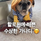 #오늘의우리집 #콘수프기록집
#할로윈코스튬 으로 아주 바쁜 우리집 랄라공주 🥹

올해는 할로윈엔 무슨옷으로 입으면 좋을까요?
마지막 두벌이 젤 귀엽긴해요 ㅎㅎ
유령옷도 있는데 못 찍었네요 

영상 찍느라 수고한 우리 랄르신 좋아요 많이 눌러주세용 하핫 봐주셔서 감사해요♥️


#할로윈준비 #할로윈파티 #할로윈꾸미기
#반려견과사는집 #반려견 #댕댕이 #댕댕이일상 #패션 #패션템 #귀요미 